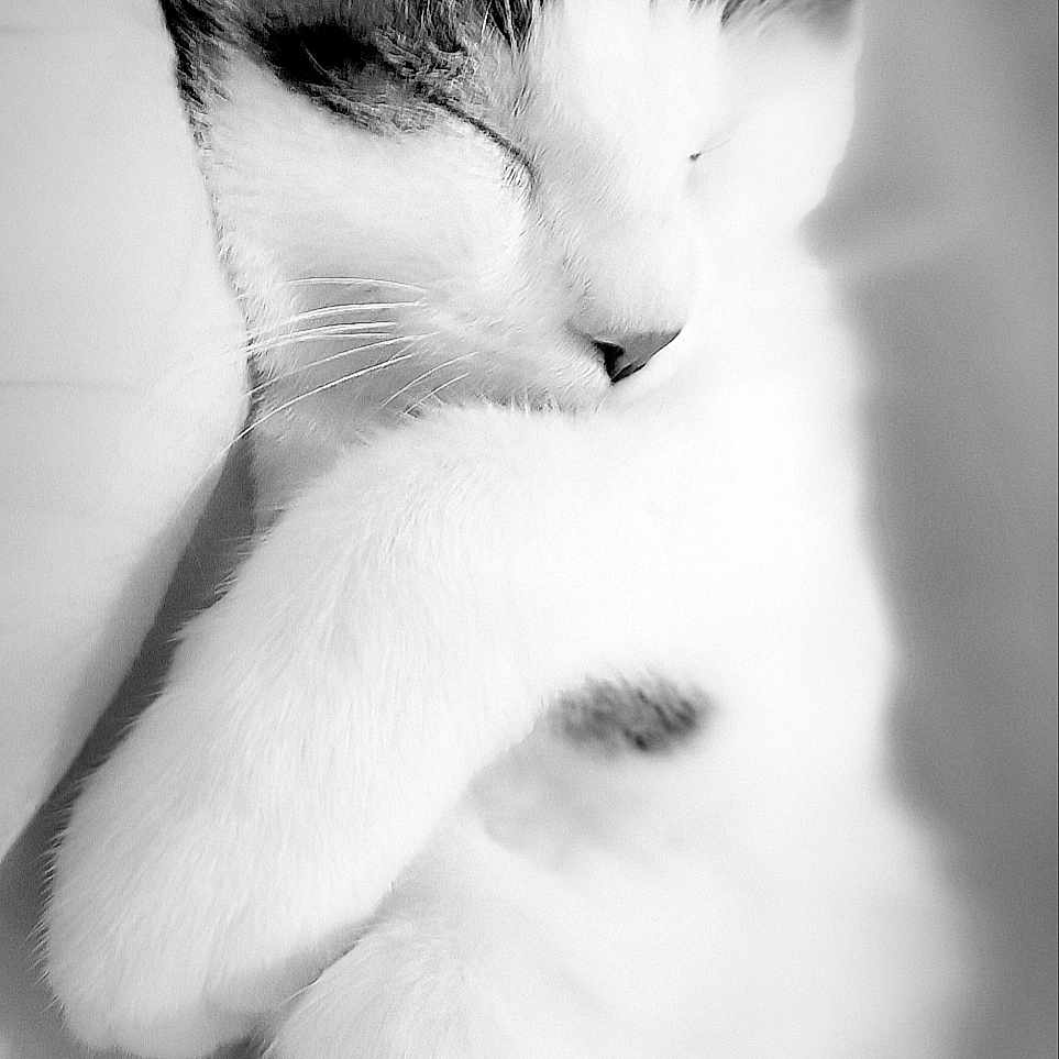 Klaus participe au concours pour gagner de l'argent avec cette photo : abyssinian, angora, animal, bodypart, cat, kitten, manx, mouth, person, pet, siamese, sleeping, white