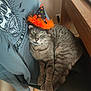animal, cat, chair, clothing, computer, couch, cushion, drawer, electronics, furniture, hat, homedecor, kitten, laptop, manx, partyhat, pc, pet, table, wood