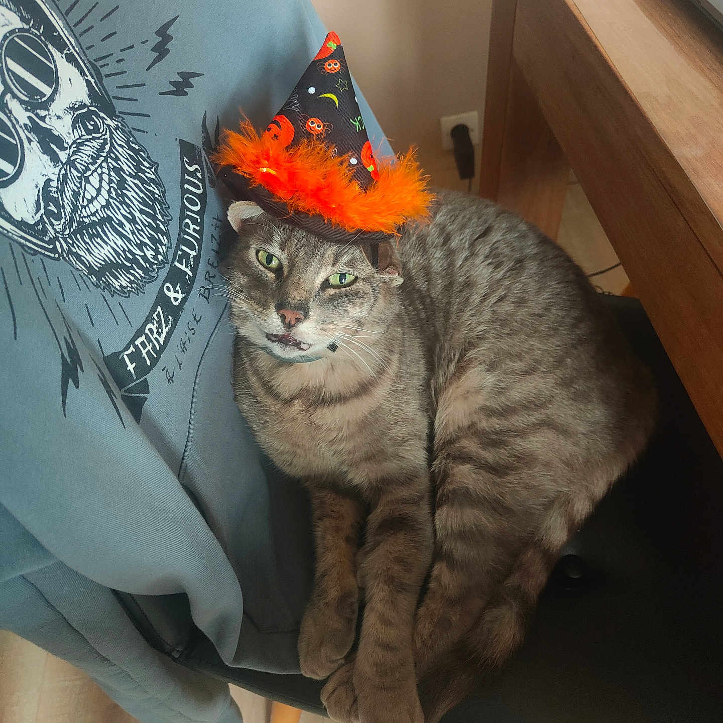 Tagada a rejoint le concours — aidez-le/la à gagner de superbes lots ! animal, cat, chair, clothing, computer, couch, cushion, drawer, electronics, furniture, hat, homedecor, kitten, laptop, manx, partyhat, pc, pet, table, wood