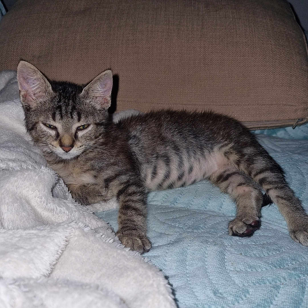 Chiipiie a rejoint le concours — aidez-le/la à gagner de superbes lots ! animal, bed, blanket, cat, cozy, cute, domestic, fur, indoor, kitten, lying_down, pet, pillow, relaxing, resting, sleepy, soft, tabby, whiskers, young