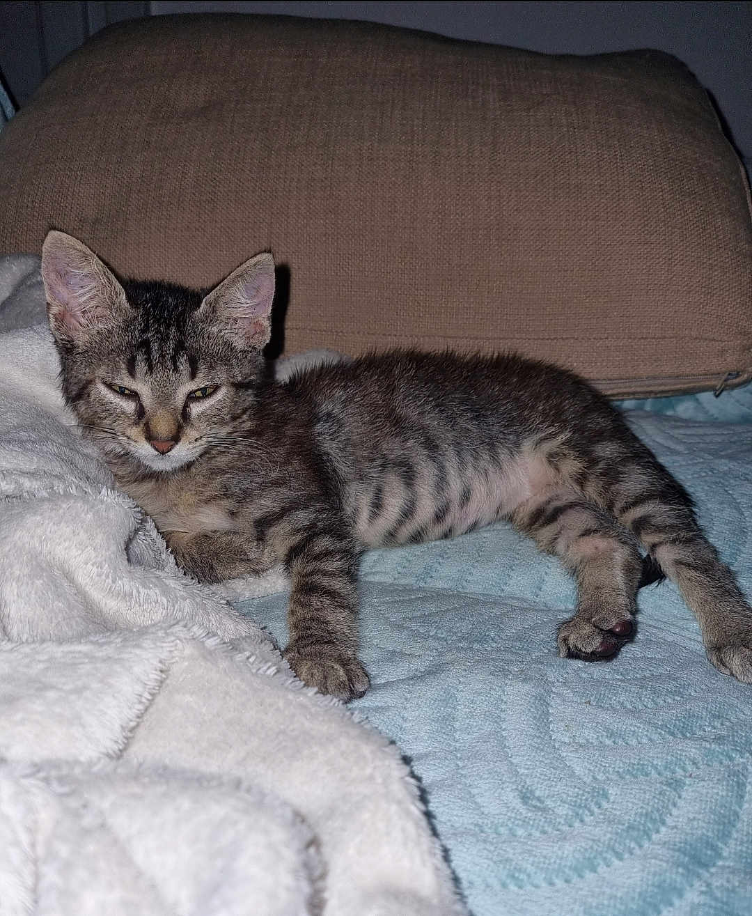 Chiipiie a rejoint le concours — aidez-le/la à gagner de superbes lots ! animal, bed, blanket, cat, cozy, cute, domestic, fur, indoor, kitten, lying_down, pet, pillow, relaxing, resting, sleepy, soft, tabby, whiskers, young