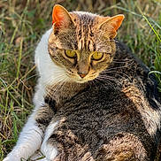 Lana participe au concours pour gagner de l'argent avec cette photo : cat, tabby_cat, pet, whiskers, yellow_eyes, fur, ear, outdoor, grass, close_up, portrait, lying_down, relaxing, sunlight, natural_light, domestic_animal, mammal, ground, shallow_depth_of_field, gaze