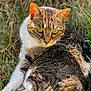 cat, tabby_cat, pet, whiskers, yellow_eyes, fur, ear, outdoor, grass, close_up, portrait, lying_down, relaxing, sunlight, natural_light, domestic_animal, mammal, ground, shallow_depth_of_field, gaze