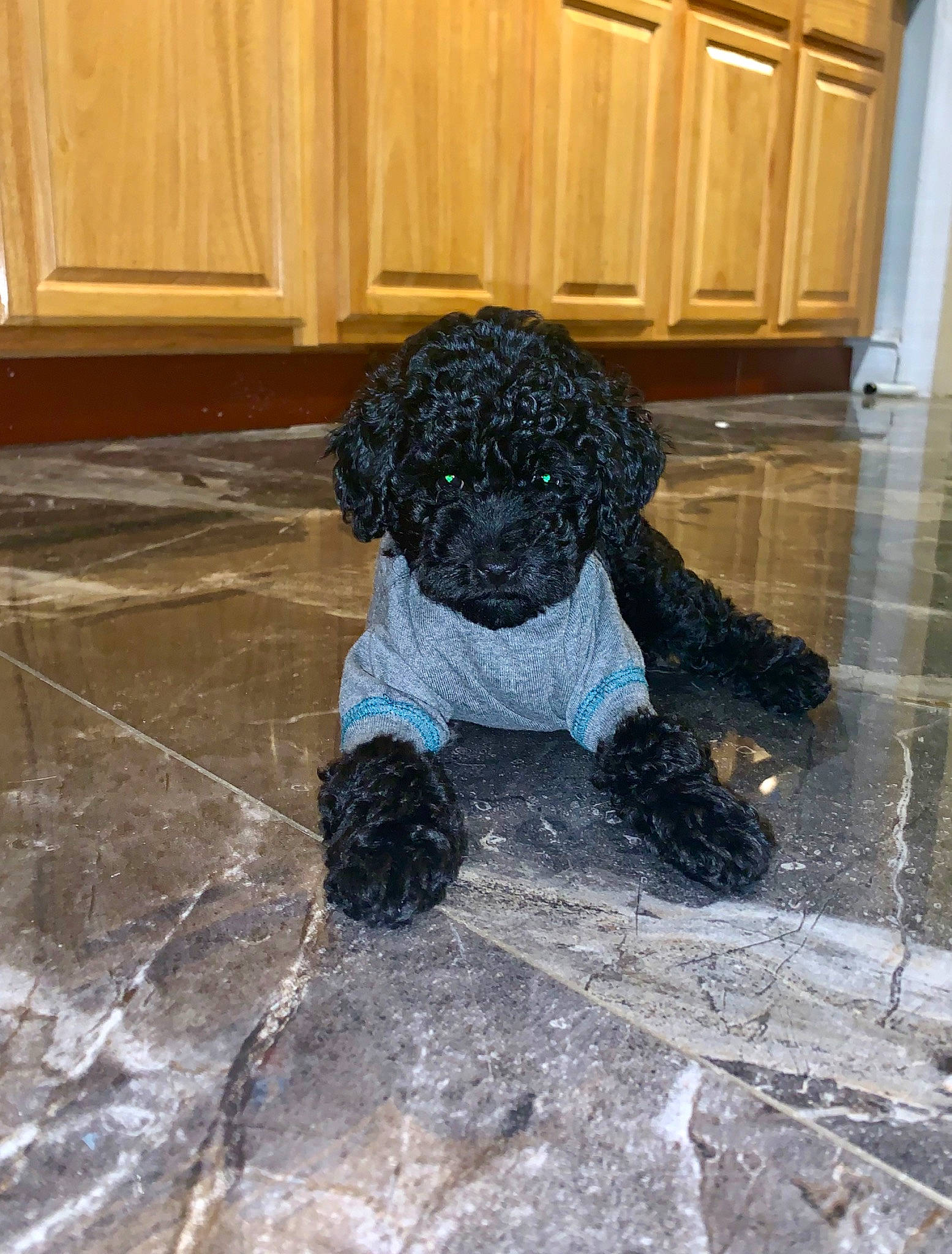 Mia joined the competition — help win amazing prizes! art, canidae, companion_dog, concrete, dog_breed, door, floor, flooring, fur, hardwood, room, snout, soil, sporting_group, tail, teddy_bear, toy, winter, wood, wood_flooring