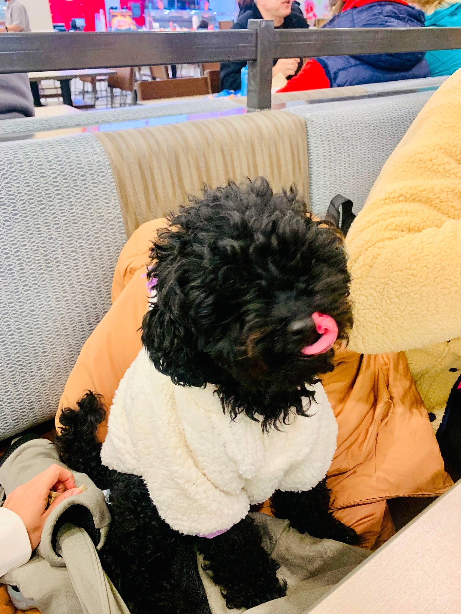 Mia joined the competition — help win amazing prizes! canidae, carnivore, chair, comfort, companion_dog, dog, dog_breed, dog_clothes, dog_supply, fur, labradoodle, non_sporting_group, poodle_crossbreed, room, small_terrier, snout, sporting_group, terrier, toy_dog, yorkipoo