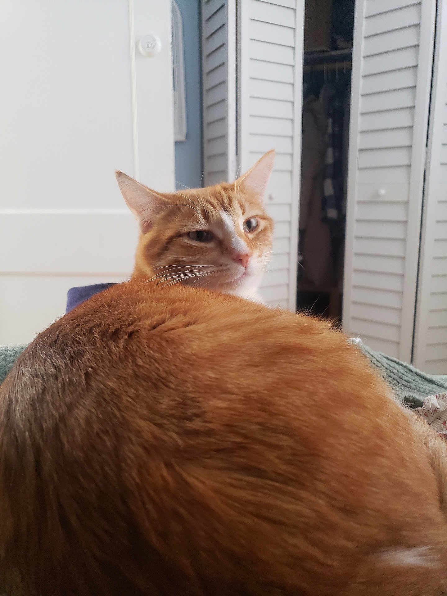 Monito is registered to the contest to win money with this photo: cat, orange_tabby, feline, pet, indoor, cozy, fur, animal, looking_back, whiskers, ears, relaxed, closeup, home, door, closet, soft_light, curious, mammal, cute