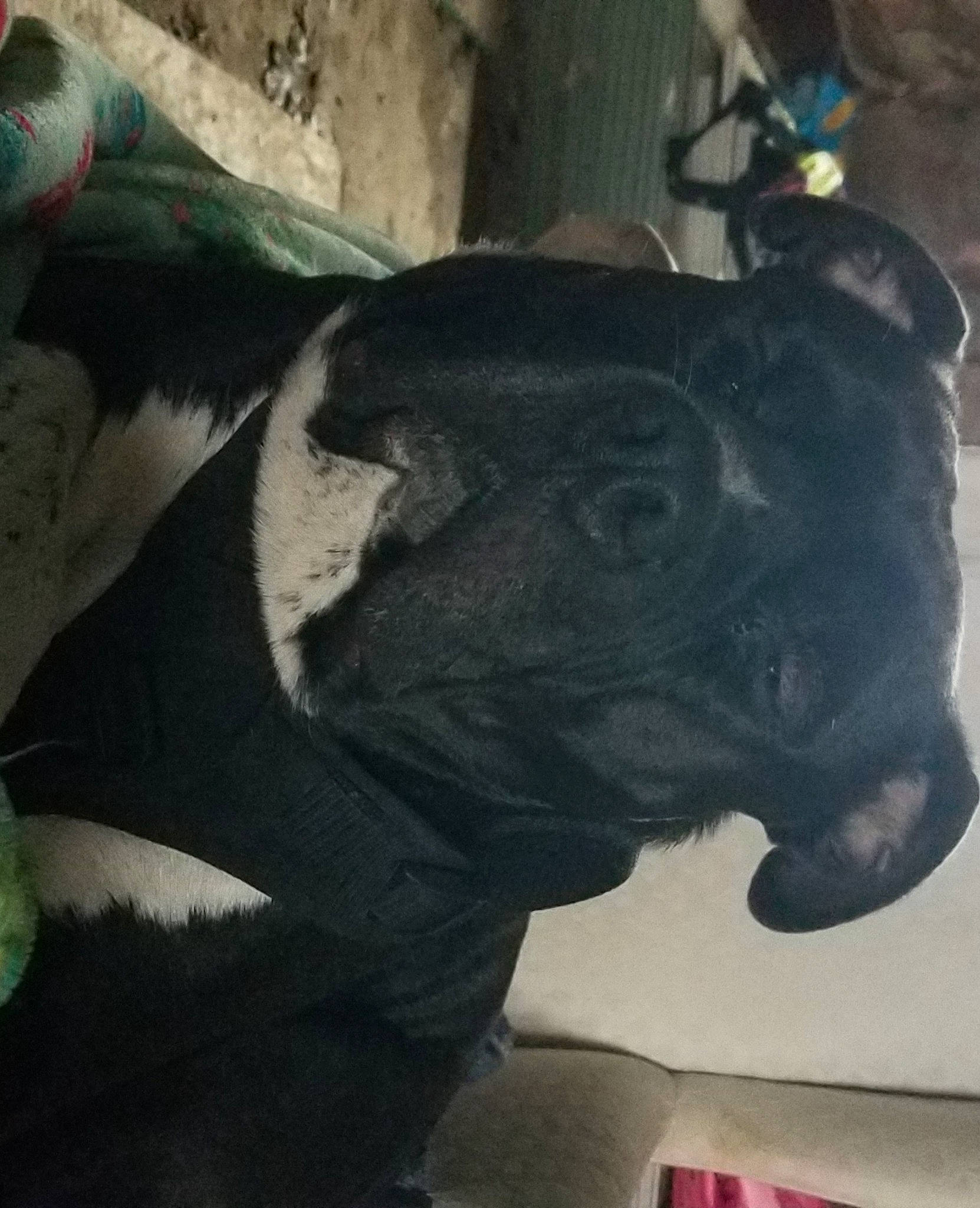 Big Daddy joined the competition — help win amazing prizes! art, bovine, bull, canidae, dairy, dog_breed, elephants_and_mammoths, fawn, guard_dog, livestock, metal, non_sporting_group, sculpture, snout, sporting_group, statue, terrestrial_animal, visual_arts, working_animal