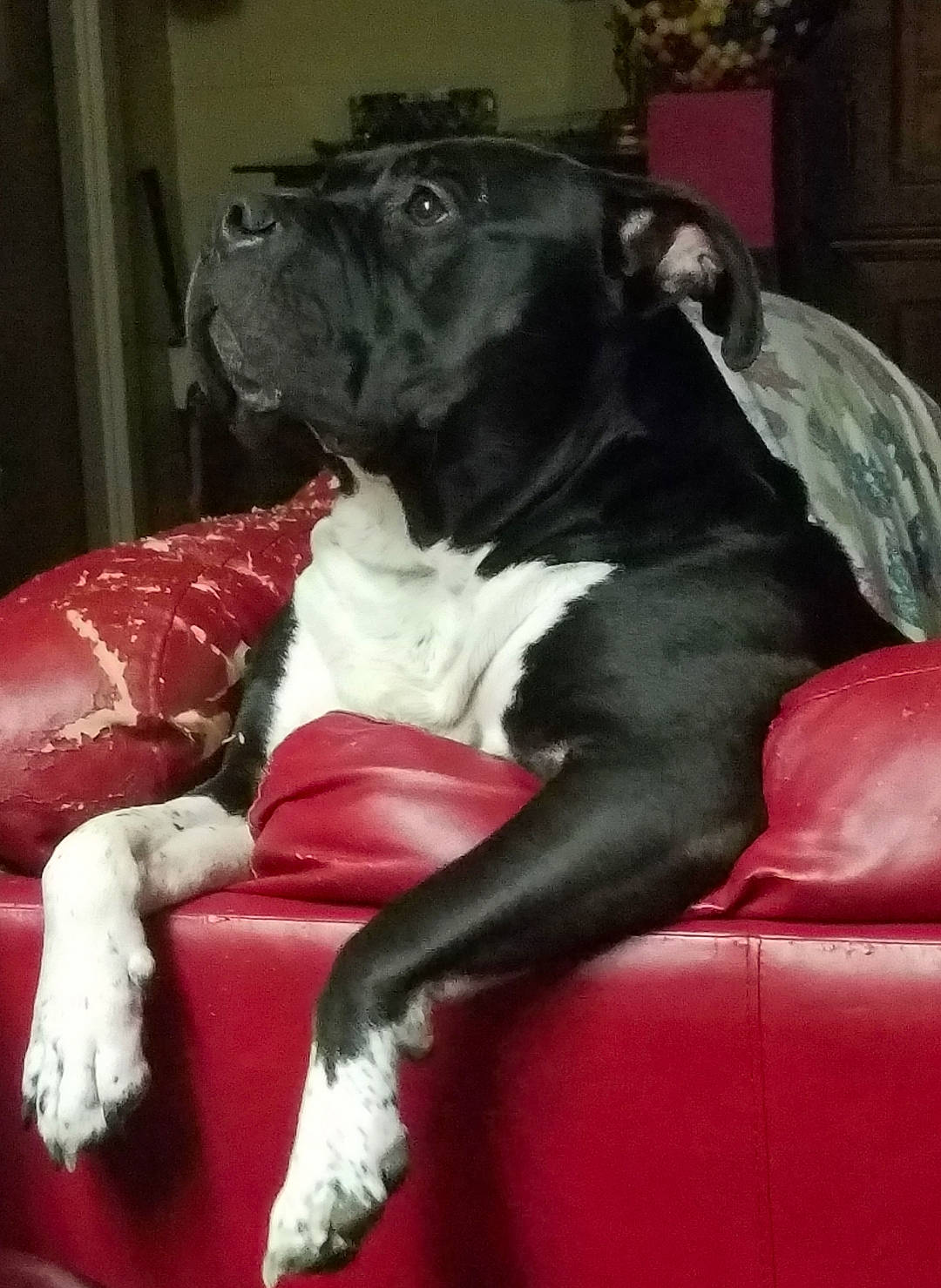 Big Daddy joined the competition — help win amazing prizes! borador, canidae, carnivore, comfort, companion_dog, couch, dog, dog_breed, dog_collar, dog_supply, fawn, fur, guard_dog, mammal, snout, sporting_group, tail, terrestrial_animal, whiskers, working_animal