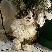 Mochi is registered to the contest to win money with this photo: cat, fluffy, curious, indoor, tile_floor, christmas_tree, pine_needles, green, white, brown, paws, whiskers, relaxed, pet, animal, cute, closeup, feline, holiday, tree_stand