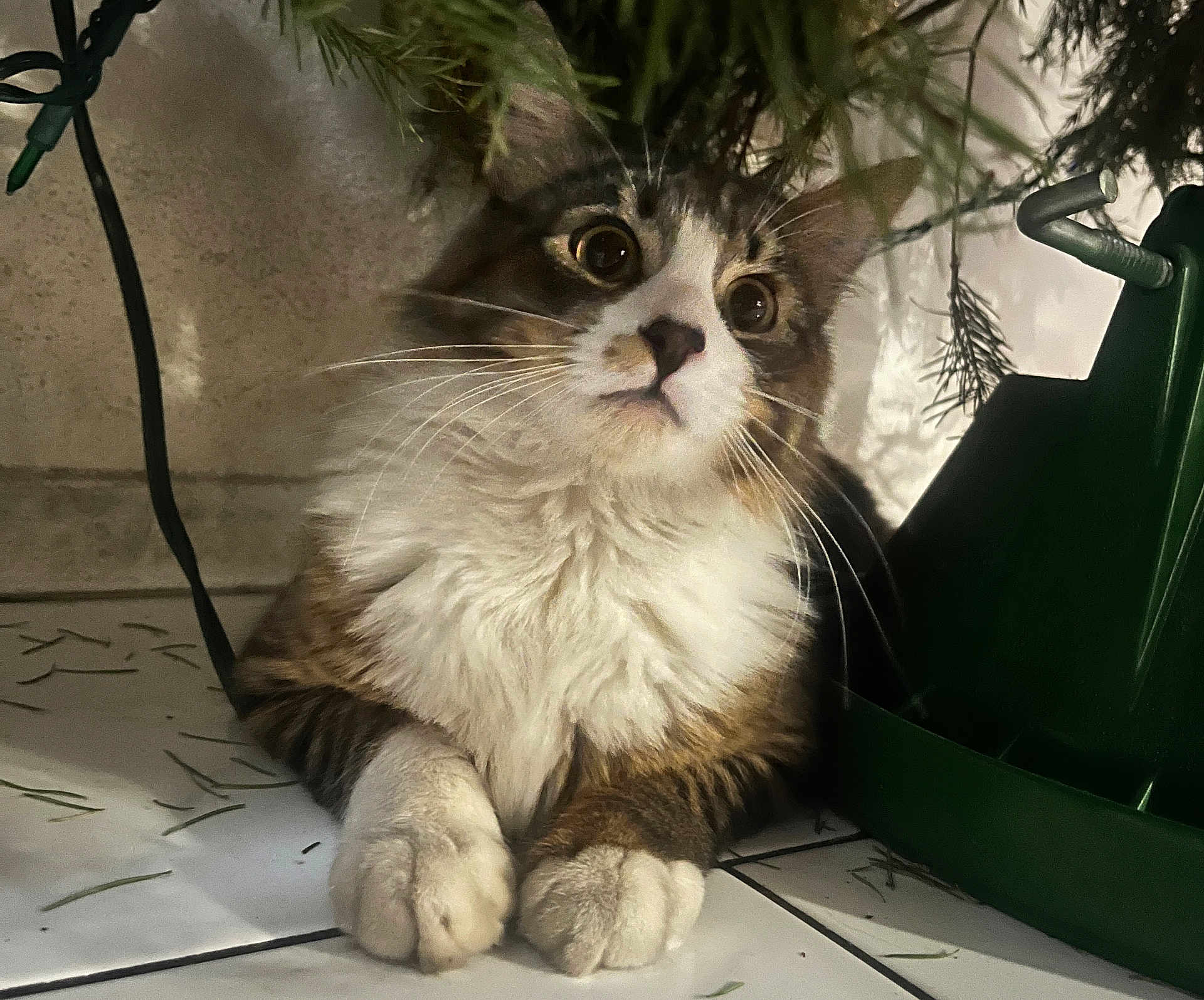 Mochi
