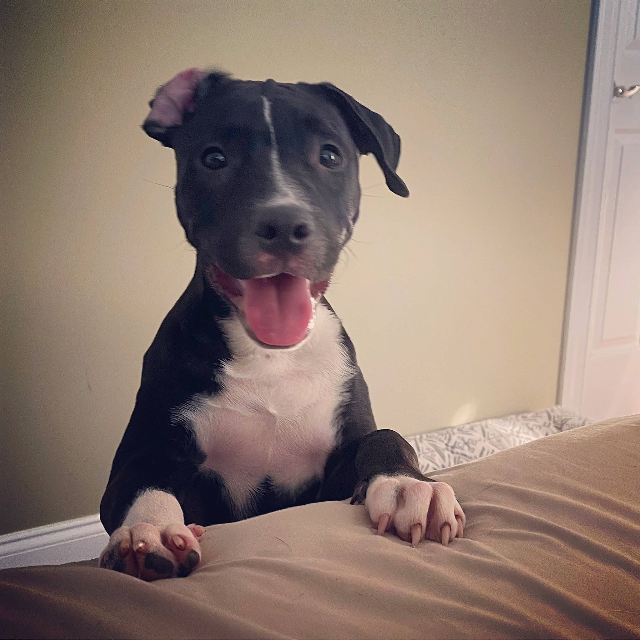 Boz joined the competition — help win amazing prizes! bed, canidae, carnivore, comfort, companion_dog, dog, dog_breed, dog_collar, door, fawn, fur, non_sporting_group, pet_supply, sitting, snout, sporting_group, terrestrial_animal, whiskers, wood, working_animal