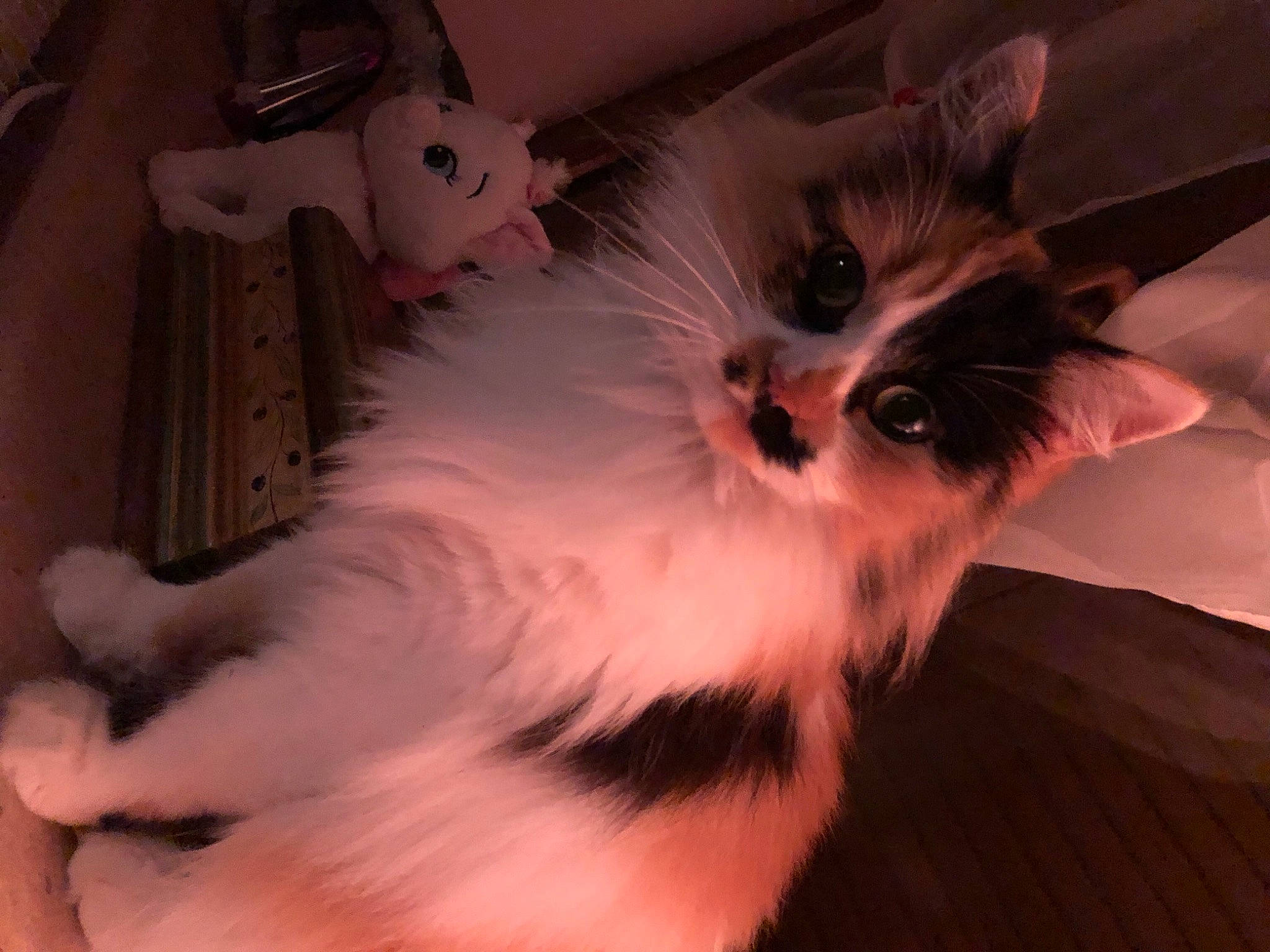 Peggy a rejoint le concours — aidez-le/la à gagner de superbes lots ! bed, british_longhair, carnivore, cat, claw, darkness, ear, fawn, felidae, fur, paw, plant, small_to_medium_sized_cats, snout, tail, toy, whiskers