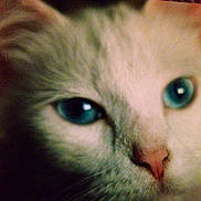 Cottonball is registered to the contest to win money with this photo: