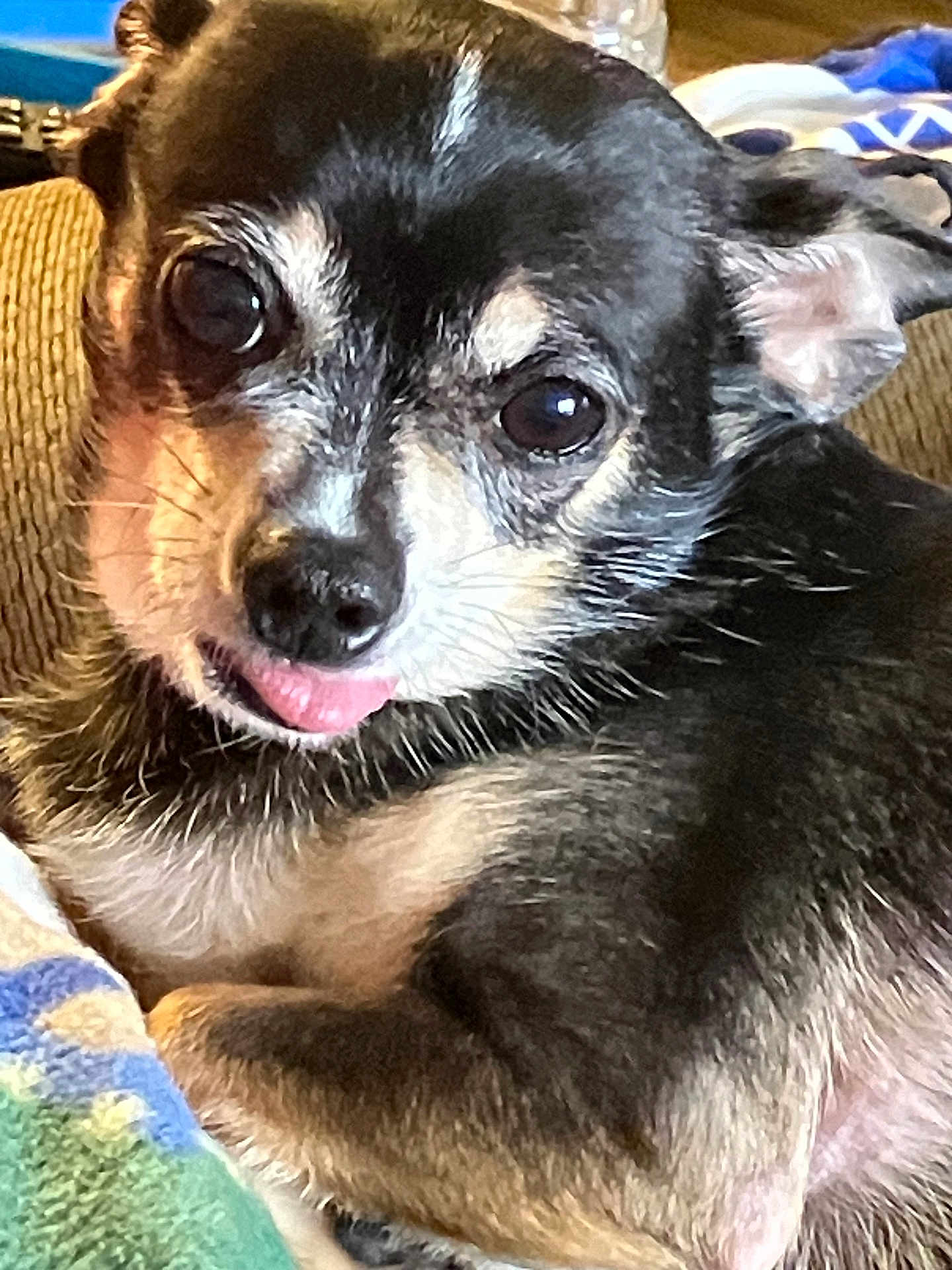 Brutus joined the competition — help win amazing prizes! dog, small_dog, close_up, black_fur, tan_fur, tongue_out, pet, cute, animal, indoor, blanket, couch, fur, face, ears, whiskers, lying_down, looking_at_camera, companion, domestic_animal