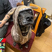 Tally is registered to the contest to win money with this photo: animal, black, brown, casual, chair, costume, cute, dog, expression, floor, fur, home, hoodie, indoor, looking_up, person, pet, seated, tattoo, wood