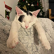 Arsène participe au concours pour gagner de l'argent avec cette photo : cat, white_cat, black_spots, sleeping, stretching, paws, blanket, cozy, christmas_tree, ornaments, holiday_stocking, indoor, furniture, curtains, relaxation, pet, cute, mammal, fur, domestic_animal