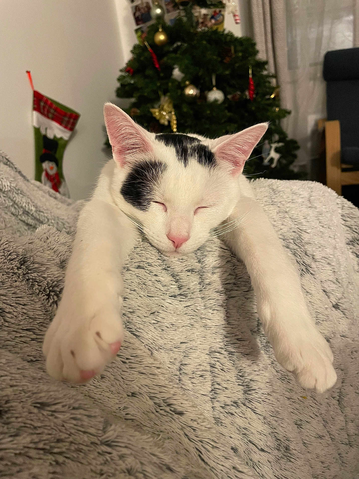 Arsène participe au concours pour gagner de l'argent avec cette photo : cat, white_cat, black_spots, sleeping, stretching, paws, blanket, cozy, christmas_tree, ornaments, holiday_stocking, indoor, furniture, curtains, relaxation, pet, cute, mammal, fur, domestic_animal