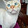 Coton
