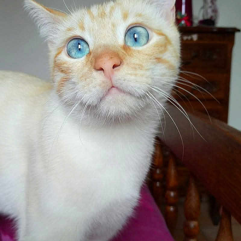 Coton a rejoint le concours — aidez-le/la à gagner de superbes lots ! animal, blue_eyes, cat, close_up, cream_colored, curious, cute, decor, domestic, face, feline, furniture, indoor, pet, portrait, purple_blanket, table, whiskers, wooden_bed