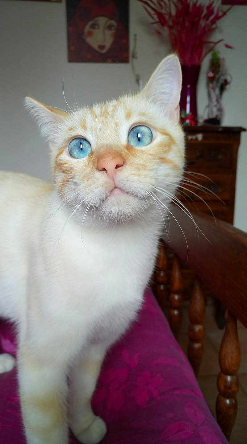 Coton a rejoint le concours — aidez-le/la à gagner de superbes lots ! cat, blue_eyes, curious, cream_colored, indoor, feline, whiskers, close_up, pet, animal, furniture, purple_blanket, wooden_bed, portrait, domestic, cute, face, table, decor