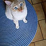 Coton a rejoint le concours — aidez-le/la à gagner de superbes lots ! cat, blue_eyes, cream_fur, round_rug, blue_rug, indoor, tile_floor, pet, domestic_cat, curious, looking_up, whiskers, ears, tail, floor, home, animal, feline, sitting, cozy