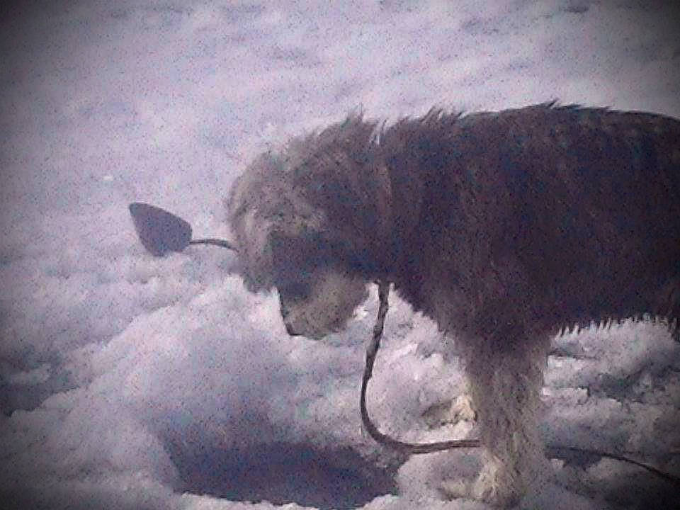 Mojo joined the competition — help win amazing prizes! art, canidae, carnivore, cloud, dog, dog_breed, freezing, fur, livestock, meteorological_phenomenon, sky, snout, sporting_group, tail, terrestrial_animal, tints_and_shades, visual_arts, wildlife, winter, working_animal