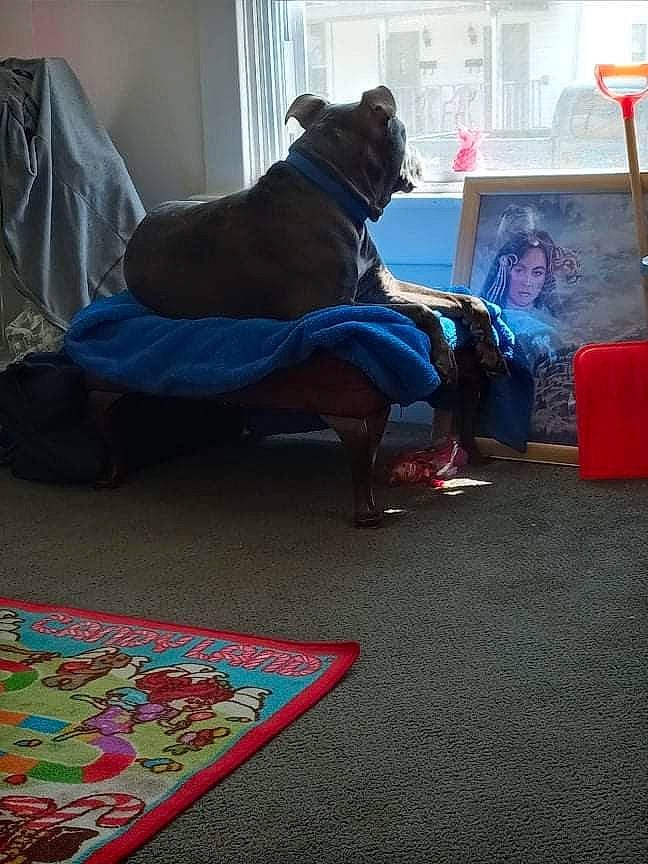 Chaos joined the competition — help win amazing prizes! carmine, carnivore, carpet, comfort, companion_dog, couch, dog, dog_breed, fawn, floor, flooring, hardwood, magenta, purple, room, sitting, sporting_group, textile, visual_arts, window