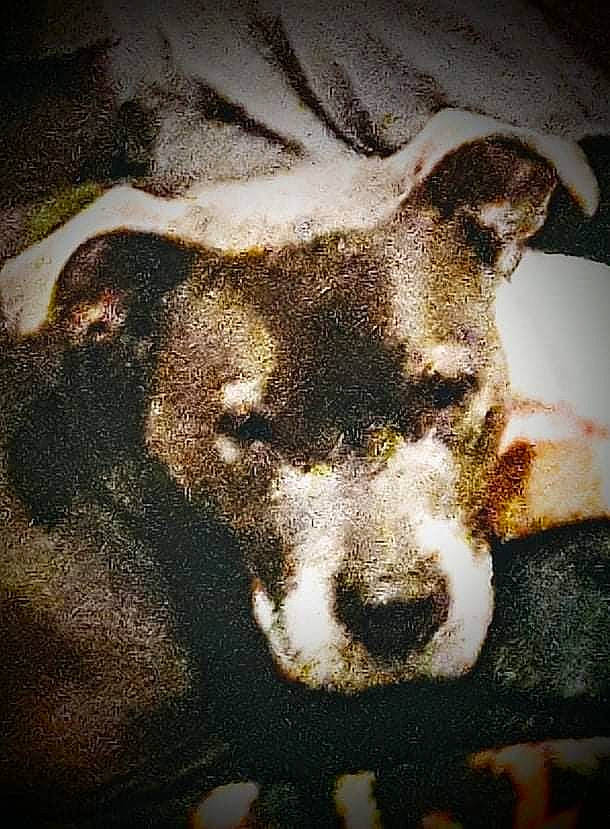 Chaos joined the competition — help win amazing prizes! art, canidae, carnivore, cloud, companion_dog, darkness, dog, dog_breed, fawn, fur, jaw, livestock, paw, sporting_group, street_dog, terrestrial_animal, tints_and_shades, visual_arts, whiskers, working_animal