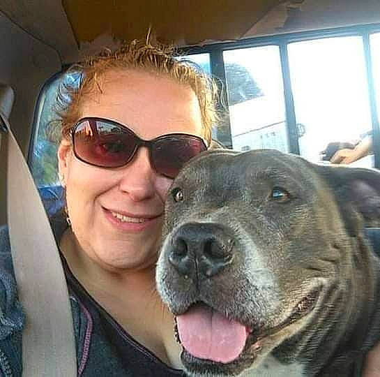 Chaos joined the competition — help win amazing prizes! canidae, carnivore, companion_dog, dog, dog_breed, dog_collar, eyewear, family_car, fawn, goggles, happy, jaw, selfie, smile, snout, sporting_group, sunglasses, vision_care, whiskers, window