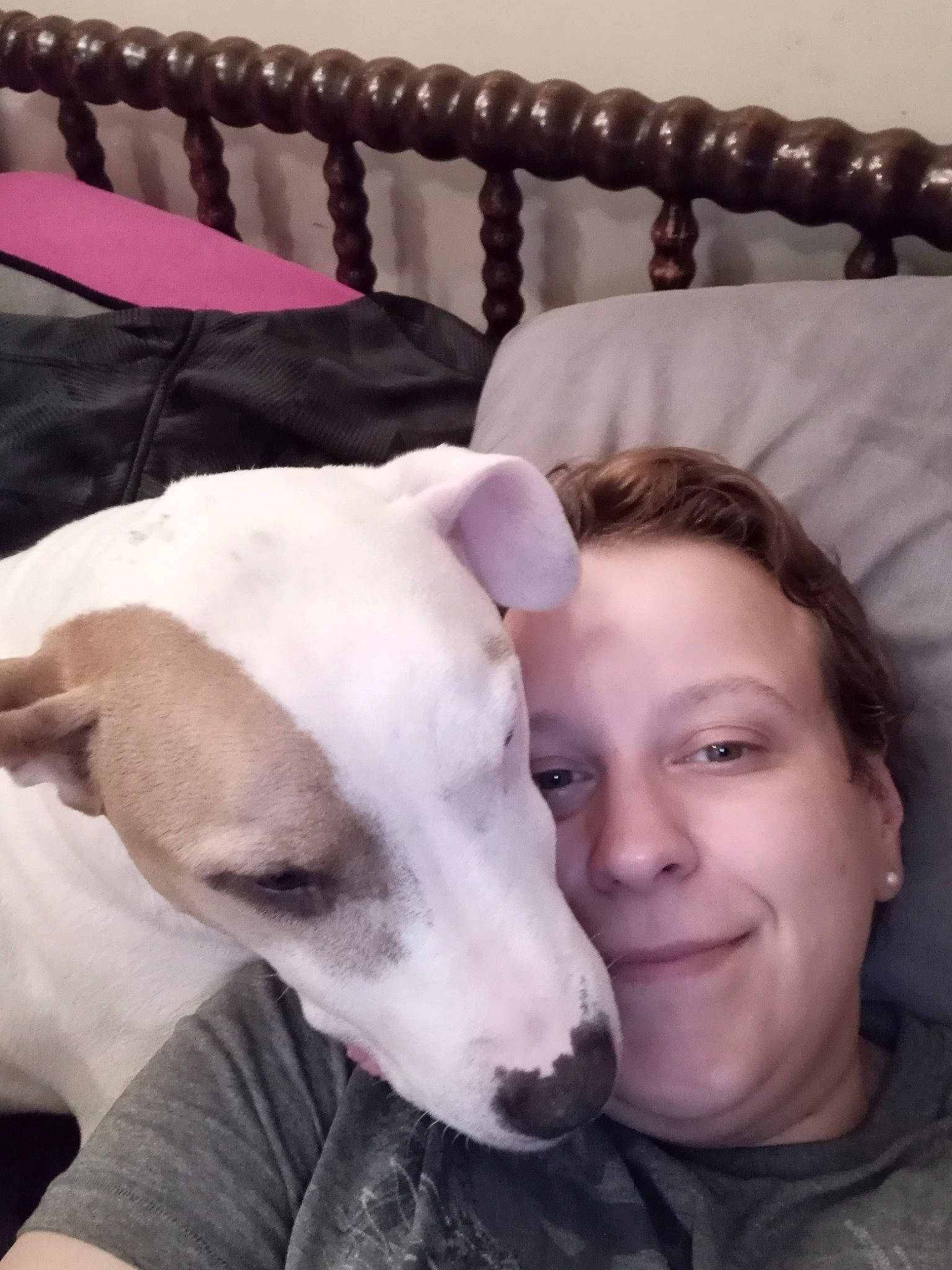 Jazzy is registered to the contest to win money with this photo: bedding, canidae, carnivore, collar, comfort, companion_dog, dog, dog_breed, dog_collar, fawn, fur, happy, linens, selfie, sighthound, smile, sporting_group, whiskers, white, working_animal