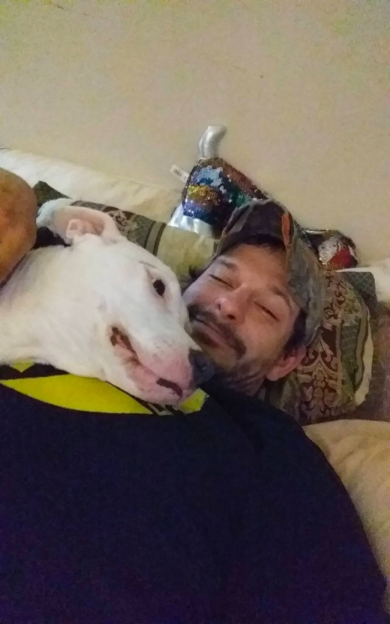 Jazzy is registered to the contest to win money with this photo: bull_terrier, bull_terrier_miniature, canidae, carnivore, comfort, companion_dog, dog, dog_breed, english_white_terrier, eye, fawn, happy, lap, metal, smile, sporting_group, terrestrial_animal, toy, whiskers, working_animal