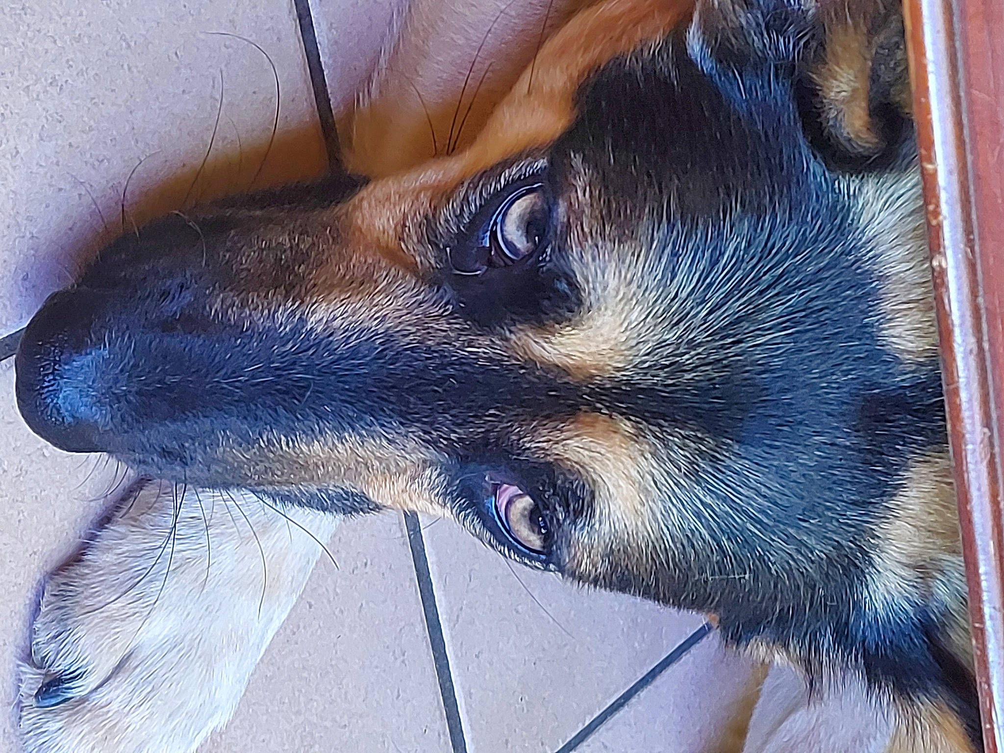 Pasito a rejoint le concours — aidez-le/la à gagner de superbes lots ! black_and_tan_terrier, canidae, carnivore, dog, dog_breed, ear, eye, mammal, nose, puppy, snout, vertebrate, whiskers