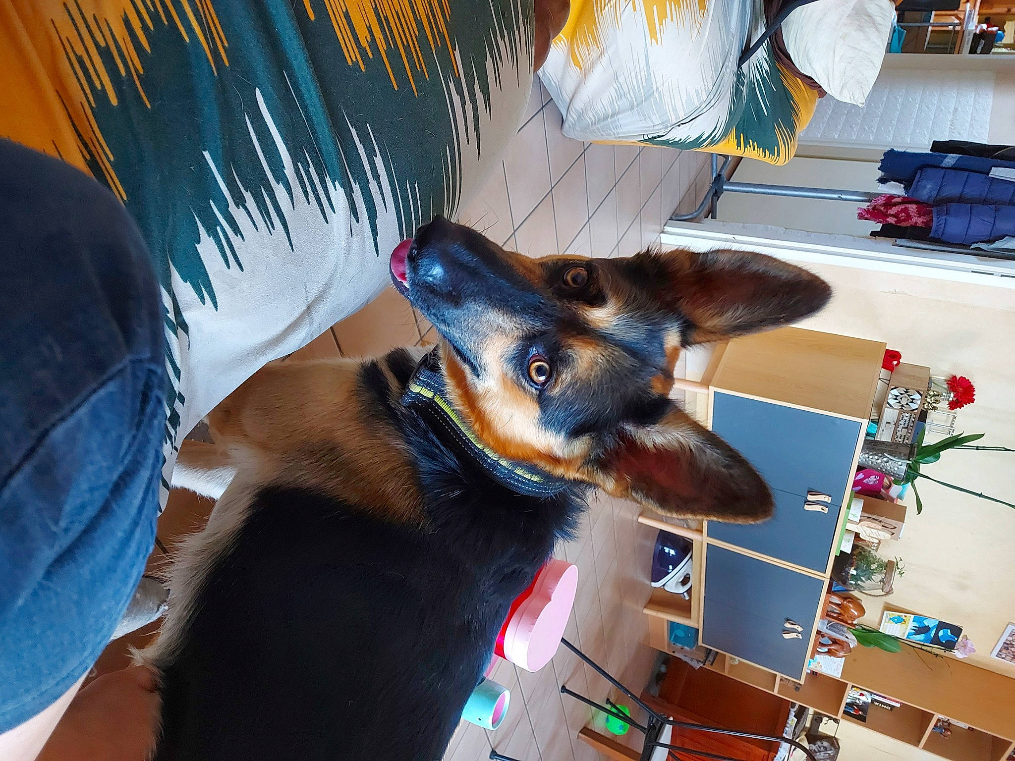 Pasito a rejoint le concours — aidez-le/la à gagner de superbes lots ! canidae, carnivore, dobermann, dog, dog_breed, ear, fawn, guard_dog, mammal, manchester_terrier, miniature_pinscher, pinscher, snout, toy_manchester_terrier, vertebrate, working_dog