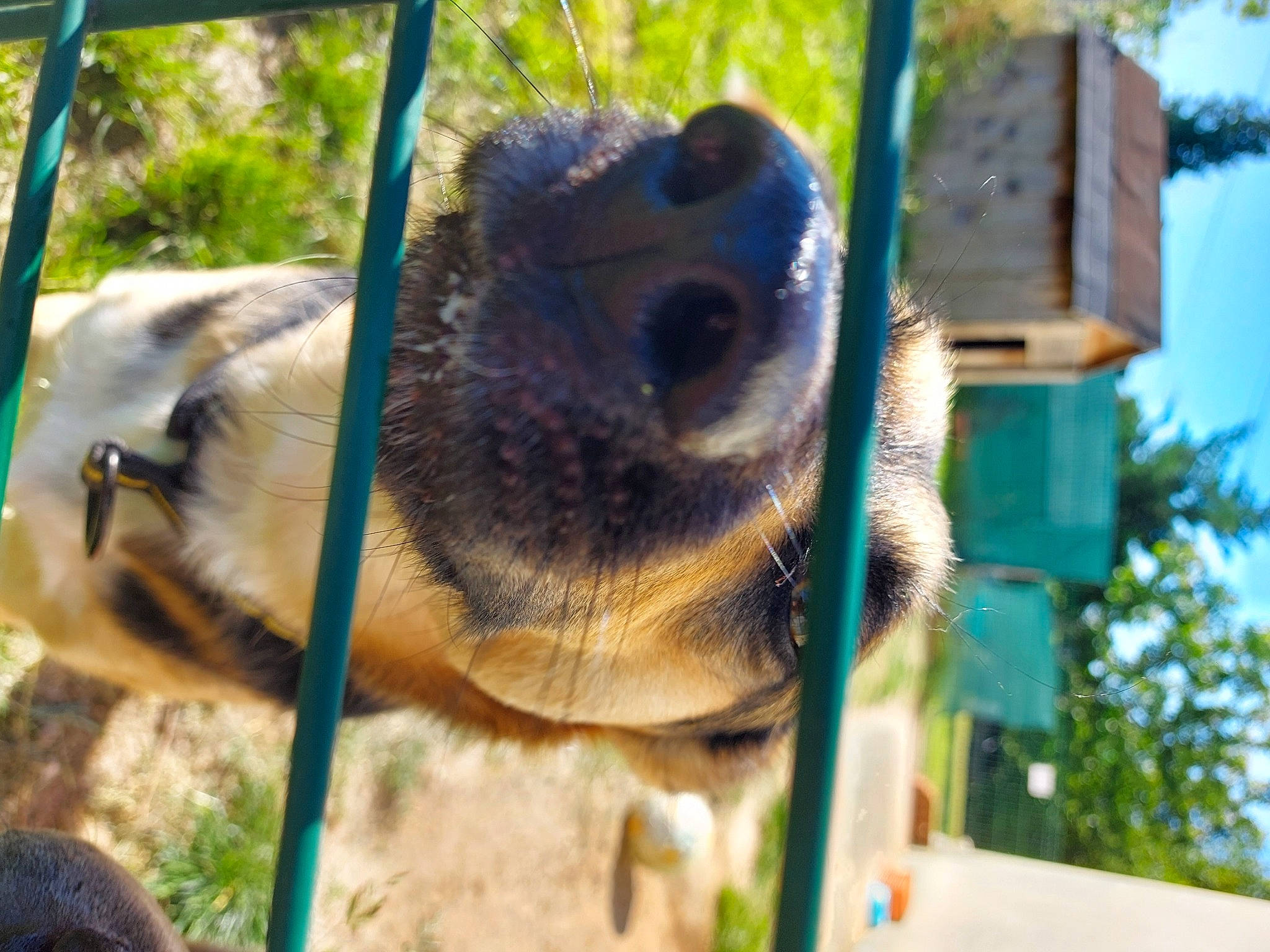 Pasito a rejoint le concours — aidez-le/la à gagner de superbes lots ! adaptation, fawn, snout, terrestrial_animal, vertebrate, wildlife, zoo