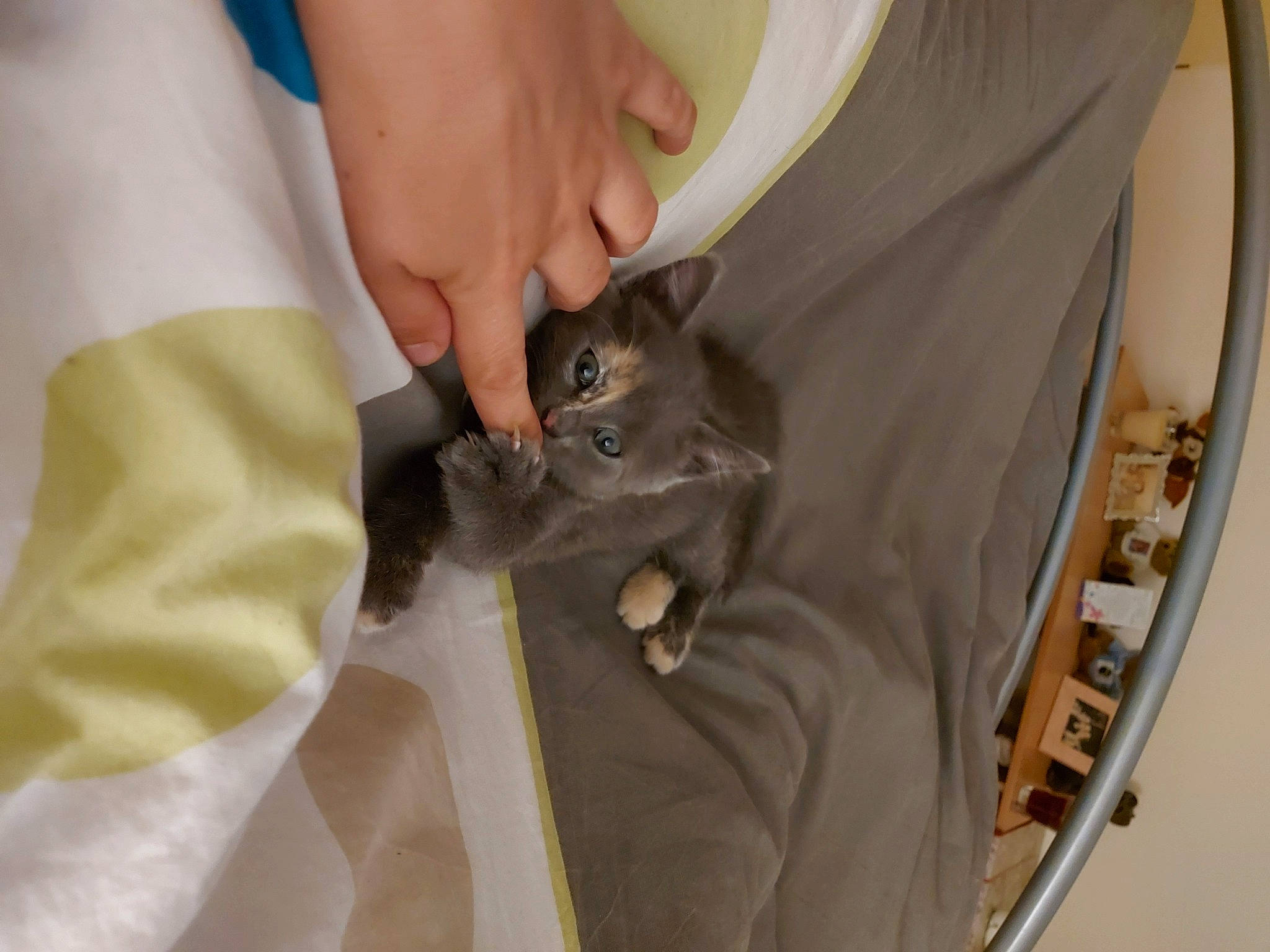 Rio participe au concours pour gagner de l'argent avec cette photo : carnivore, cat, domestic_short_haired_cat, fawn, felidae, kitten, small_to_medium_sized_cats, whiskers