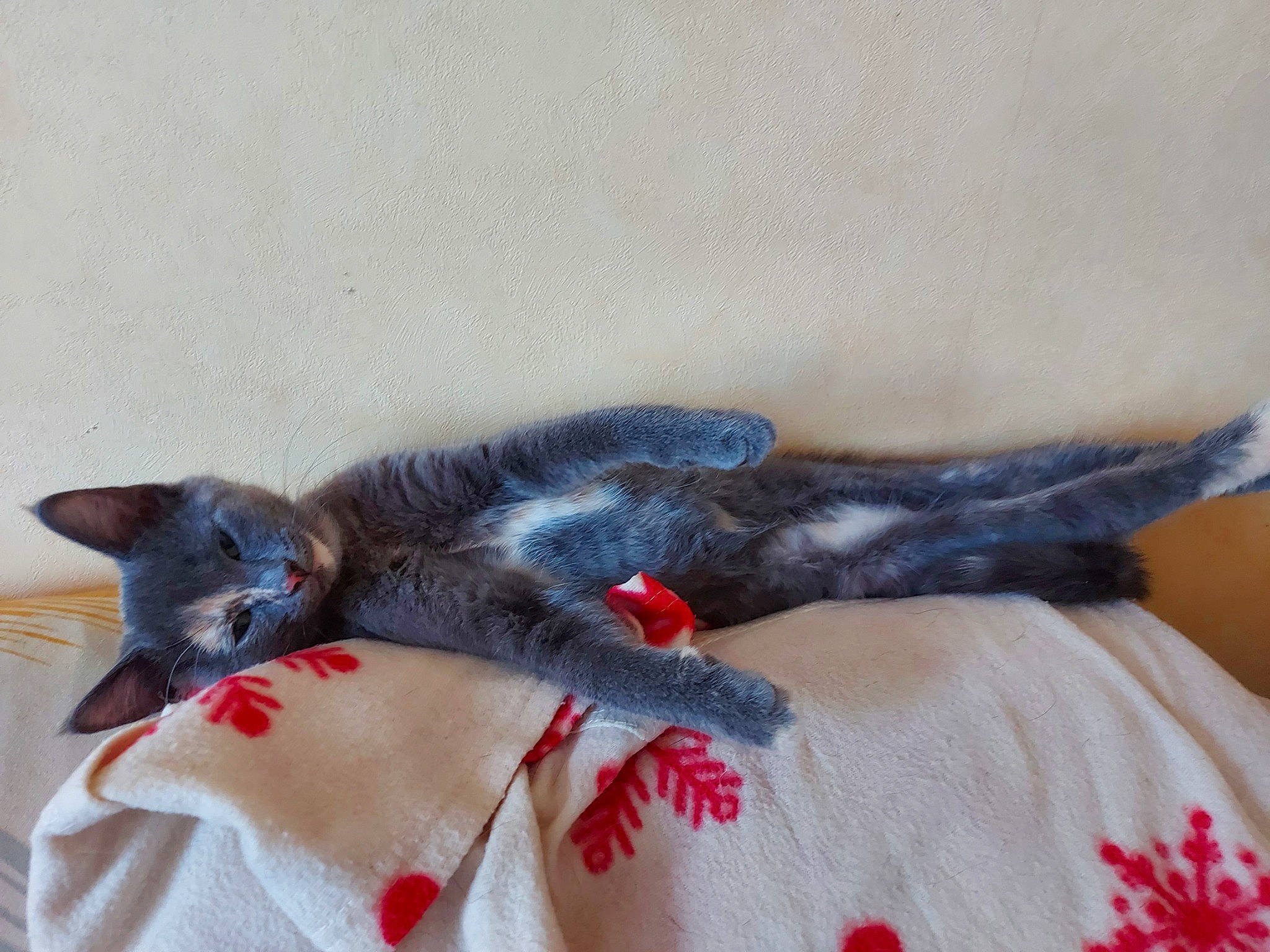 Rio a rejoint le concours — aidez-le/la à gagner de superbes lots ! black_cat, carnivore, cat, chartreux, claw, felidae, fur, kitten, oriental_longhair, russian_blue, small_to_medium_sized_cats, tail, whiskers