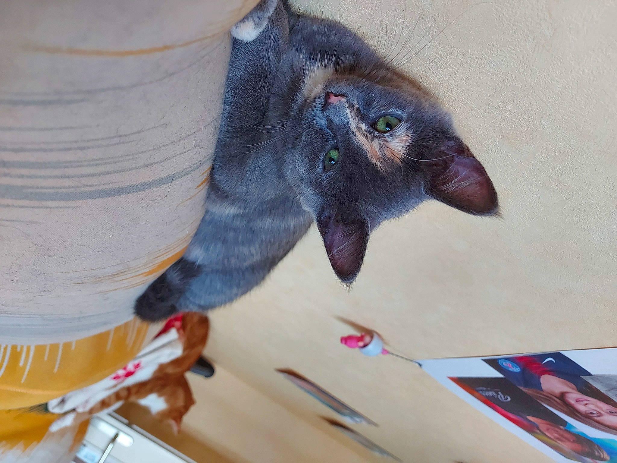 Rio a rejoint le concours — aidez-le/la à gagner de superbes lots !