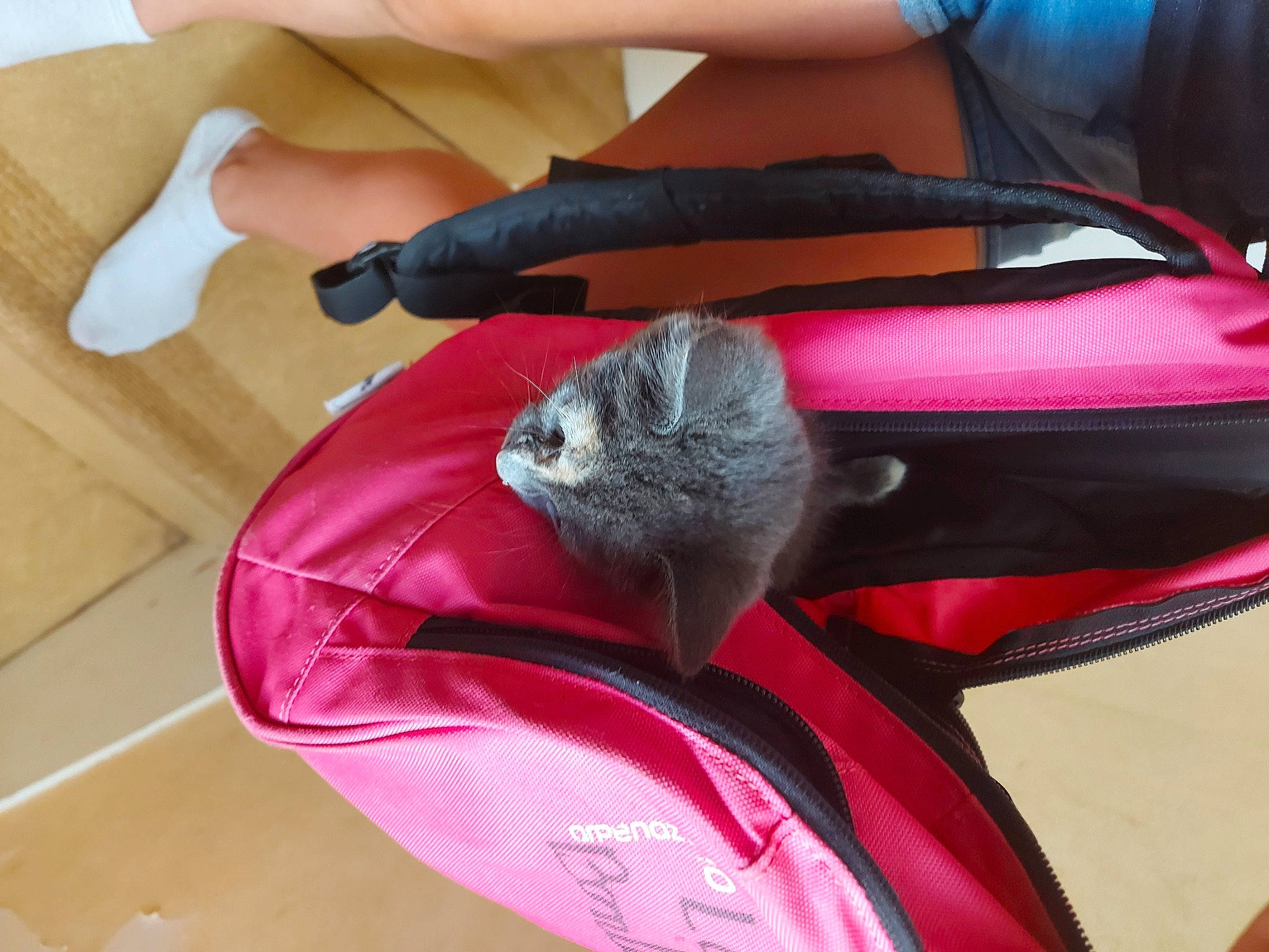 Rio a rejoint le concours — aidez-le/la à gagner de superbes lots ! bag, carnivore, cat, felidae, kitten, pink, russian_blue, small_to_medium_sized_cats