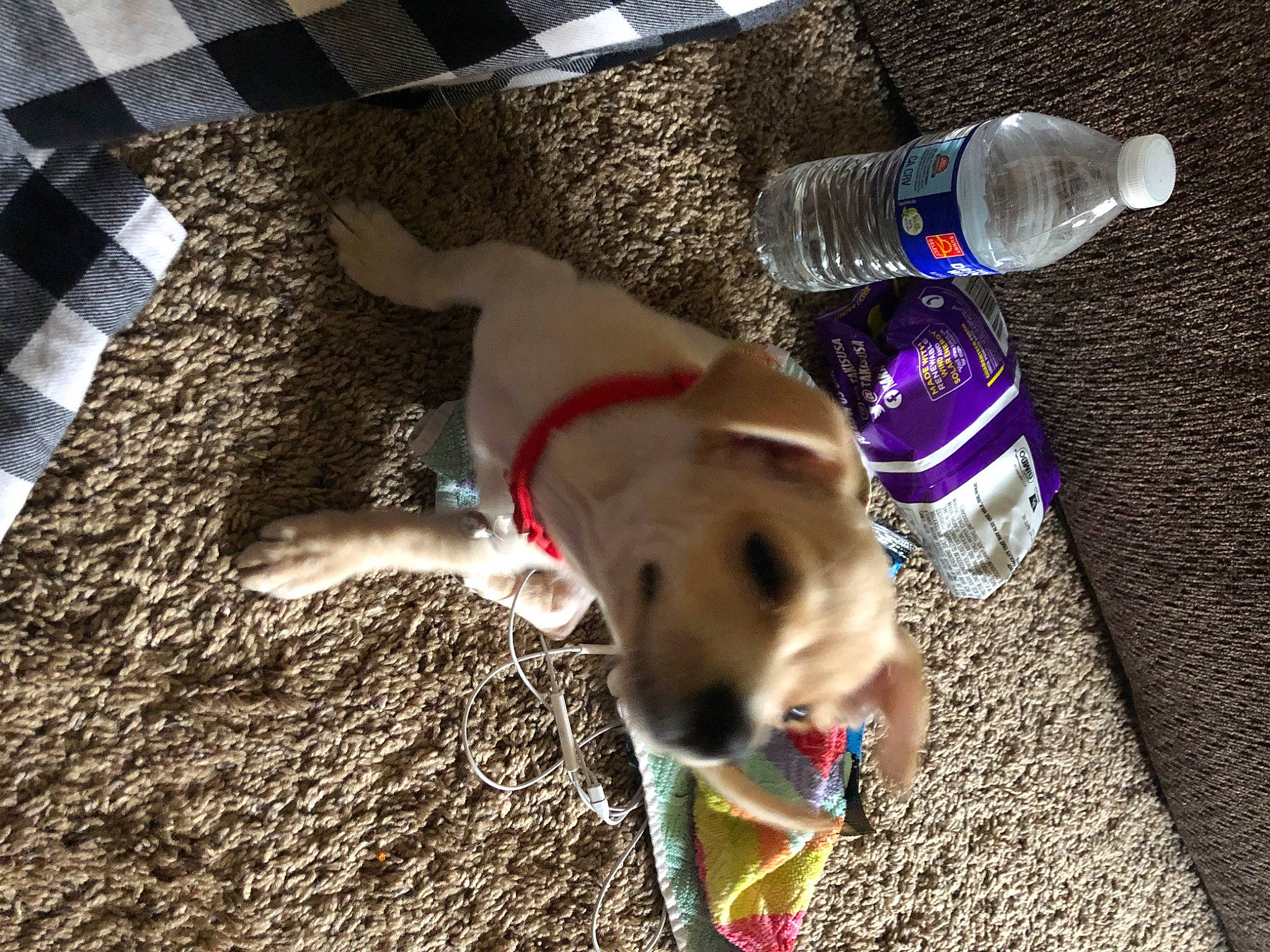 Simba joined the competition — help win amazing prizes! bottle, carnivore, collar, companion_dog, dog, dog_breed, dog_collar, dog_supply, electric_blue, flooring, non_sporting_group, paw, pet_supply, plastic_bottle, soil, sporting_group, tail, water_bottle, working_animal