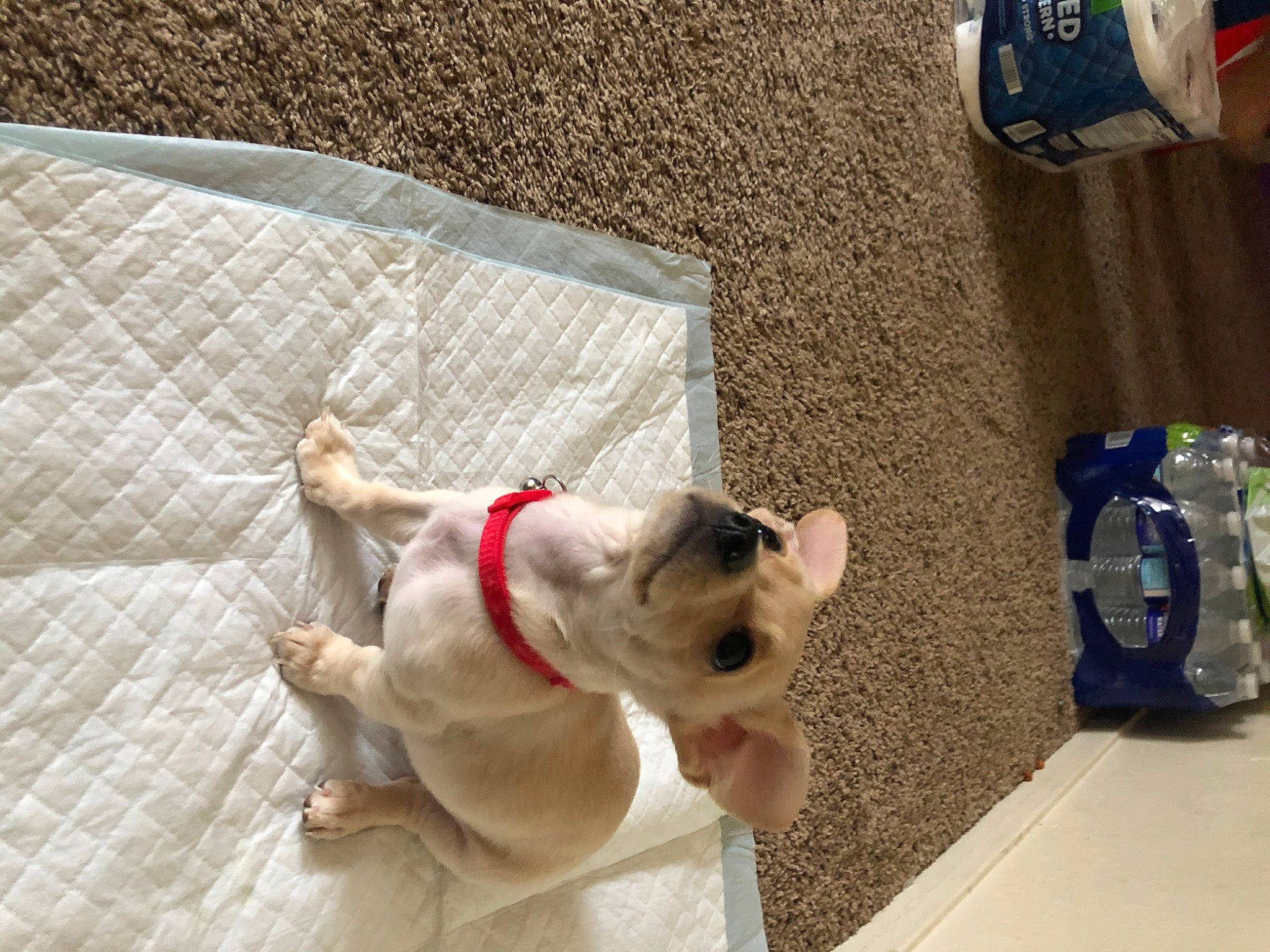 Simba is registered to the contest to win money with this photo: bulldog, canidae, carnivore, collar, companion_dog, dog, dog_breed, dog_collar, dog_supply, fawn, flooring, leash, luggage_and_bags, non_sporting_group, pet_supply, snout, sporting_group, tail, toy_dog, working_animal