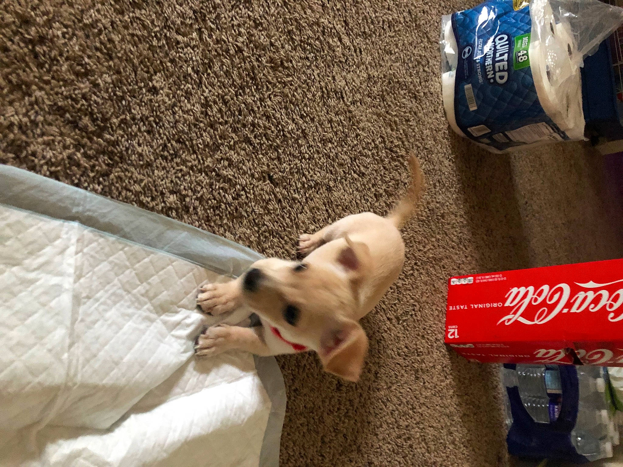 Simba joined the competition — help win amazing prizes! canidae, carbonated_soft_drinks, carmine, carnivore, chihuahua, comfort, companion_dog, couch, dog, dog_breed, dog_supply, fawn, fur, logo, paw, snout, sporting_group, tail, toy_dog, working_animal