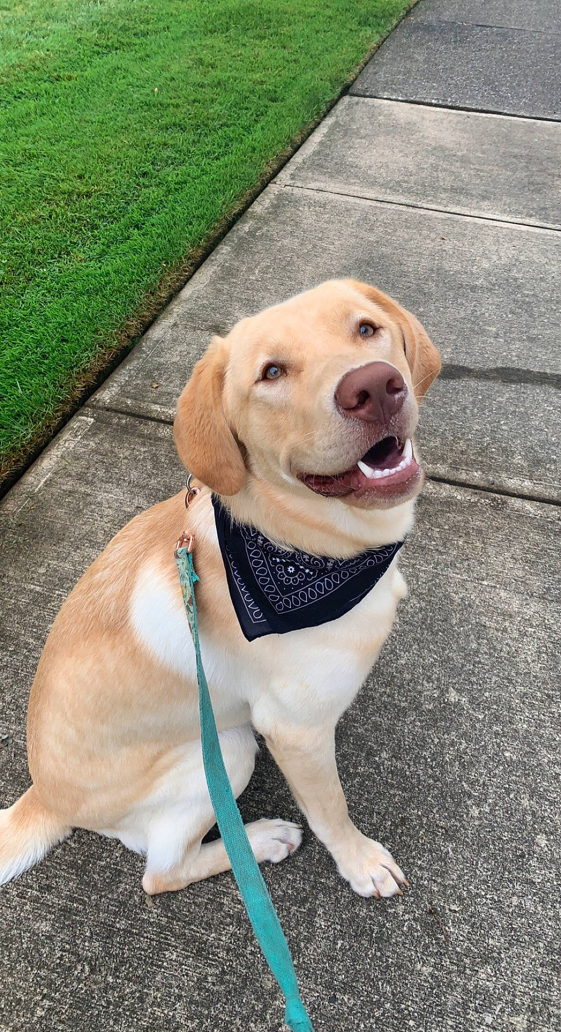 Arlo joined the competition — help win amazing prizes! carnivore, collar, companion_dog, dog, dog_breed, dog_clothes, dog_collar, dog_supply, fashion_accessory, fawn, grass, leash, paw, pet_supply, retriever, road_surface, sporting_group, tail, working_animal, working_dog