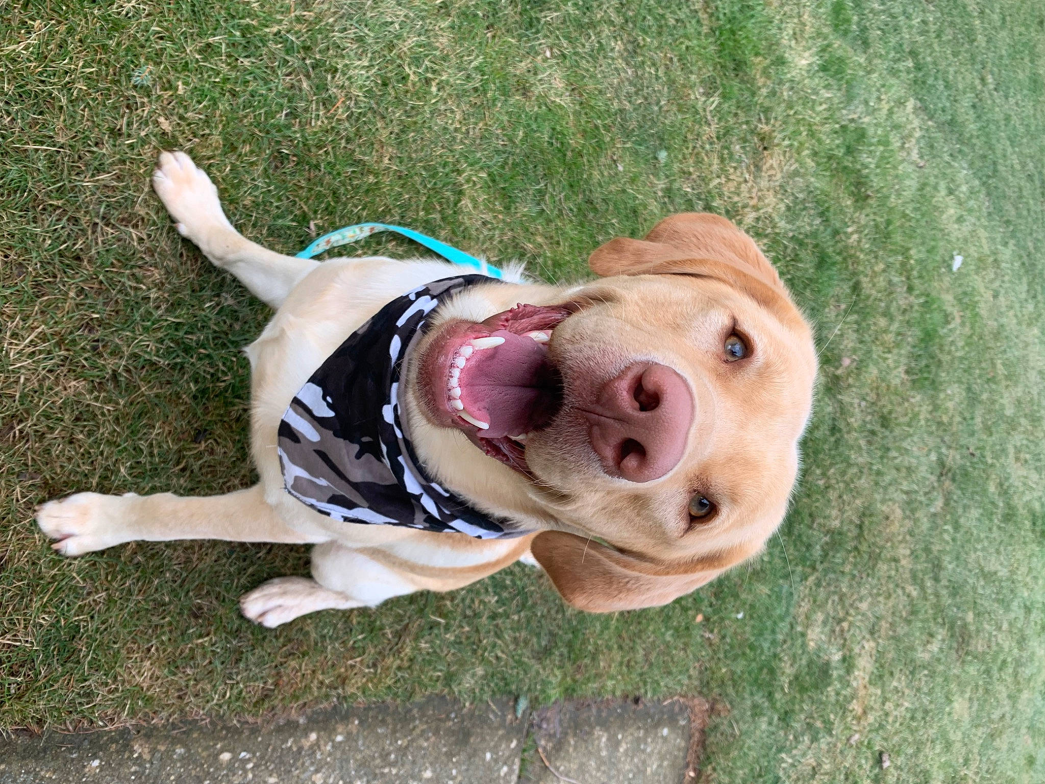 Arlo joined the competition — help win amazing prizes! carnivore, collar, companion_dog, dog, dog_breed, dog_clothes, dog_collar, dog_supply, fashion_accessory, fawn, fur, grass, leash, liver, personal_protective_equipment, sporting_group, sunglasses, terrestrial_animal, toy, working_animal