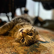 Dude joined the competition — help win amazing prizes! cat, tabby_cat, pet, animal, lying_down, fur, whiskers, eyes, curious, indoor, carpet, patterned_rug, closeup, portrait, mammal, cute, feline, relaxed, soft_focus, domestic_animal