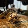 cat, tabby_cat, pet, animal, lying_down, fur, whiskers, eyes, curious, indoor, carpet, patterned_rug, closeup, portrait, mammal, cute, feline, relaxed, soft_focus, domestic_animal