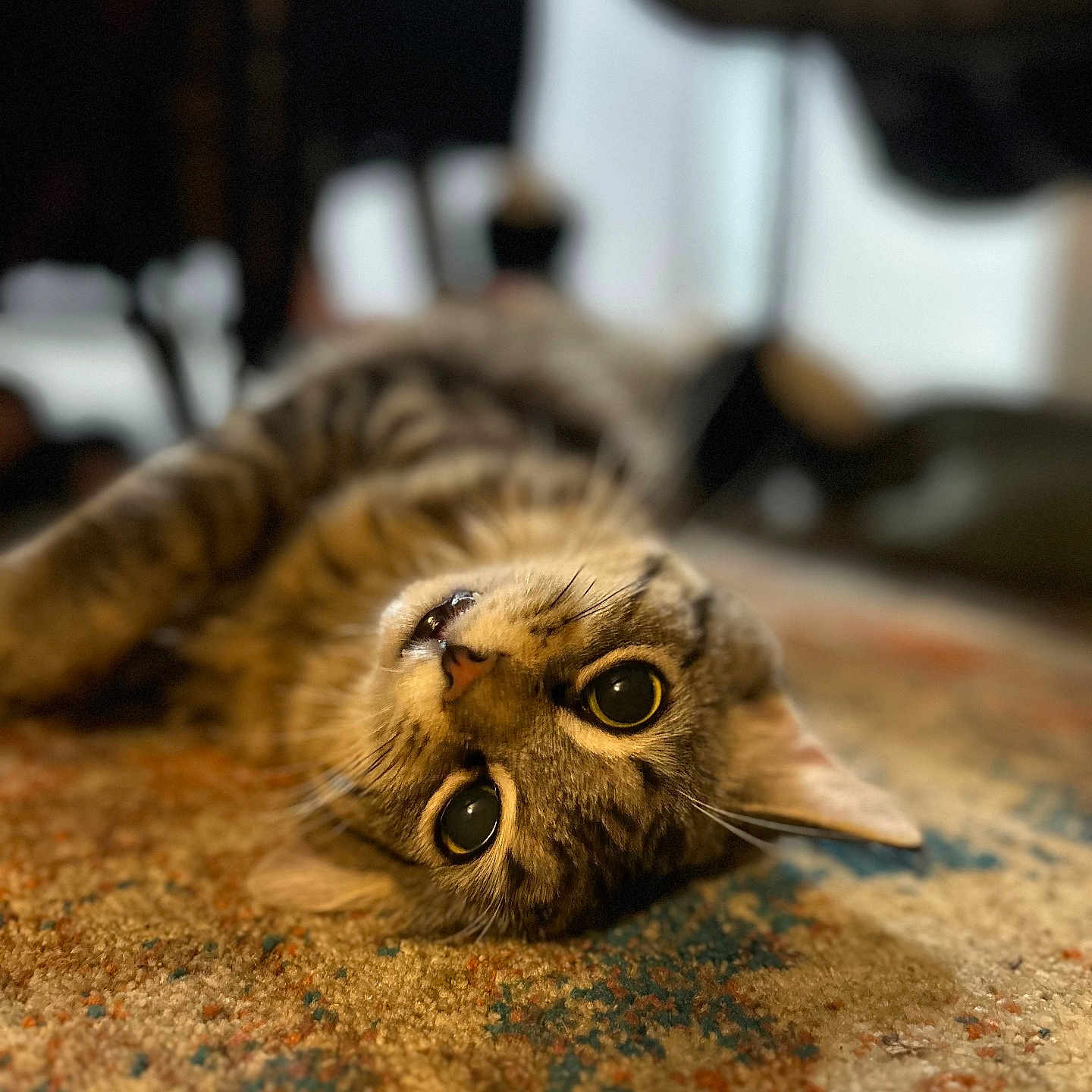 Dude joined the competition — help win amazing prizes! cat, tabby_cat, pet, animal, lying_down, fur, whiskers, eyes, curious, indoor, carpet, patterned_rug, closeup, portrait, mammal, cute, feline, relaxed, soft_focus, domestic_animal