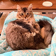 Loki is registered to the contest to win money with this photo: cat, fluffy, curled_up, blanket, blue, pattern, fur, animal, pet, indoor, cozy, wooden_table, greenery, relaxed, cute, eyes, whiskers, tail, paws, close_up