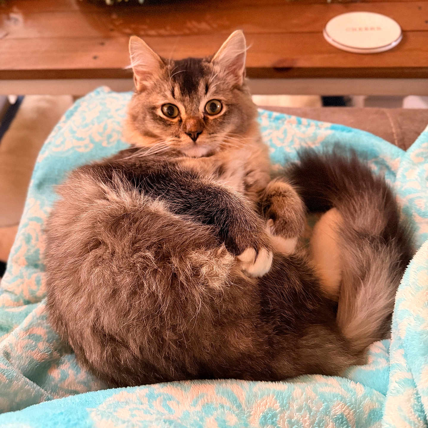 Loki is registered to the contest to win money with this photo: animal, blanket, blue, cat, close_up, cozy, curled_up, cute, eyes, fluffy, fur, greenery, indoor, pattern, paws, pet, relaxed, tail, whiskers, wooden_table