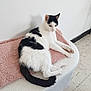 Mamane participe au concours pour gagner de l'argent avec cette photo : animal, black_and_white, blanket, calm, cat, cozy, cushion, cute, domestic, feline, floor, fur, indoor, paw, pet, relaxed, resting, stretching, tail, white_wall