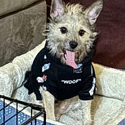 Shadow Burnett is registered to the contest to win money with this photo: dog, pet, bed, clothing, hoodie, panting, ears, fur, tongue, indoor, carpet, couch, crate, animal, cute, happy, small_dog, canine, sitting, home